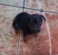 Dodô