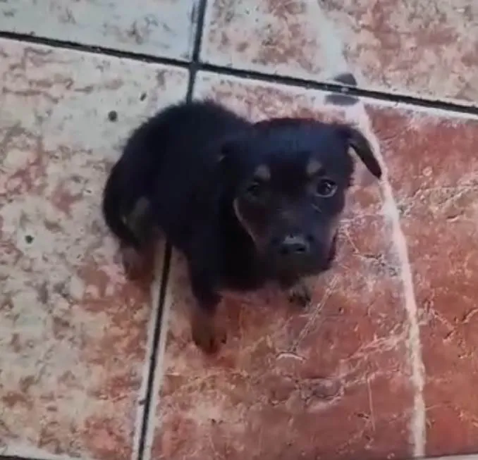 Cachorro ra a SRD-ViraLata idade 2 a 6 meses nome Dodô