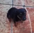 Dodô