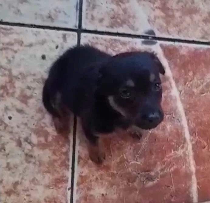 Cachorro ra a SRD-ViraLata idade 2 a 6 meses nome Dodô