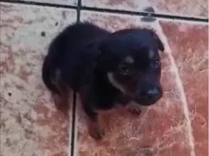 Cachorro raça SRD-ViraLata idade 2 a 6 meses nome Dodô