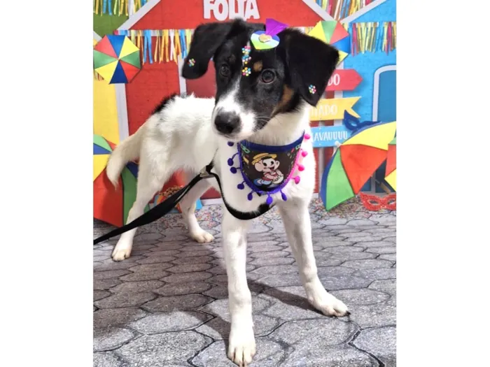 Cachorro ra a SRD idade 2 a 6 meses nome Lola