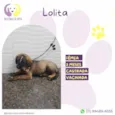Lolita