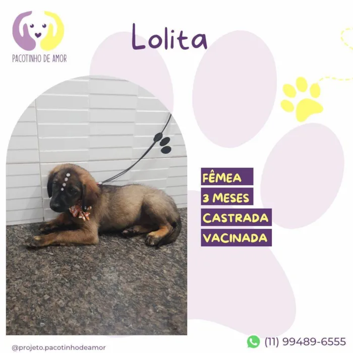 Cachorro ra a SRD idade 2 a 6 meses nome Lolita