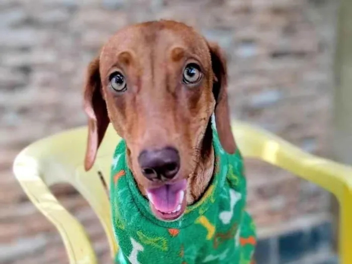 Cachorro ra a Basset-Cofap idade 7 a 11 meses nome Samba