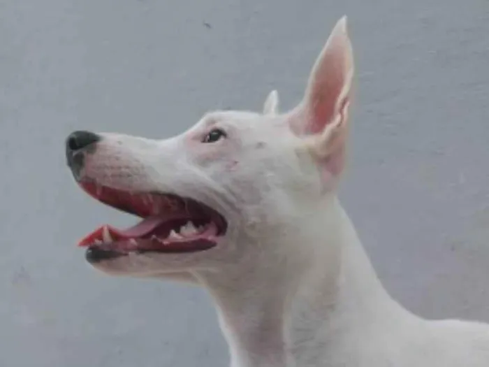 Cachorro ra a Srd idade 7 a 11 meses nome Branka
