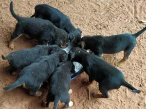 Cachorro raça Mestiço idade 2 a 6 meses nome Sem nome