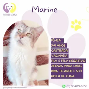 Gato raça SRD idade 3 anos nome Marine