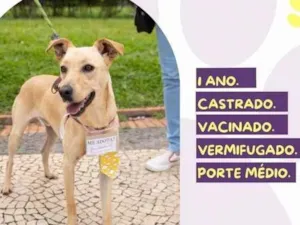 Cachorro raça SRD idade 1 ano nome Kennedy
