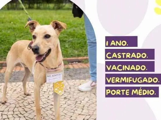 Cachorro ra a SRD idade 1 ano nome Kennedy