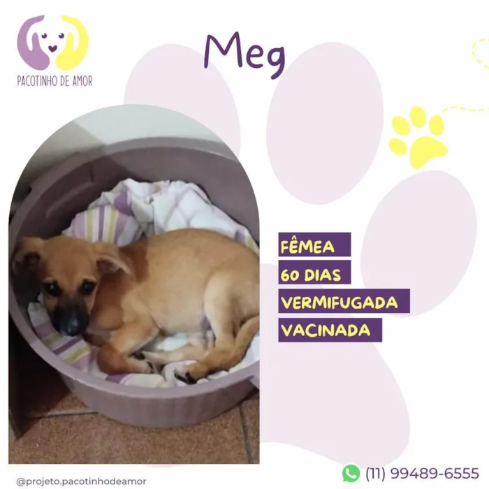 Cachorro ra a SRD idade 2 a 6 meses nome Meg