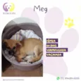 Meg