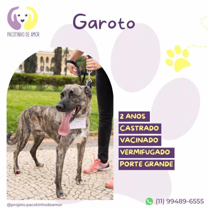 Cachorro ra a SRD-ViraLata idade 2 anos nome Garoto