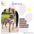 Garoto