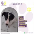 Isadora