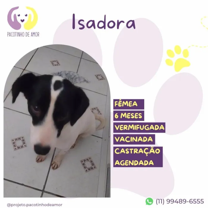 Cachorro ra a SRD-ViraLata idade 2 a 6 meses nome Isadora
