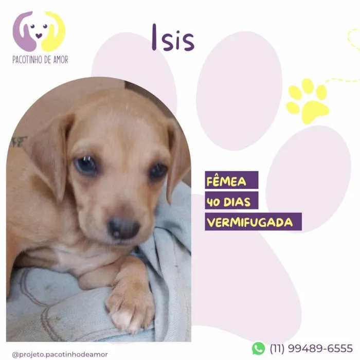 Cachorro ra a SRD-ViraLata idade 2 a 6 meses nome Isis