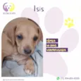 Isis