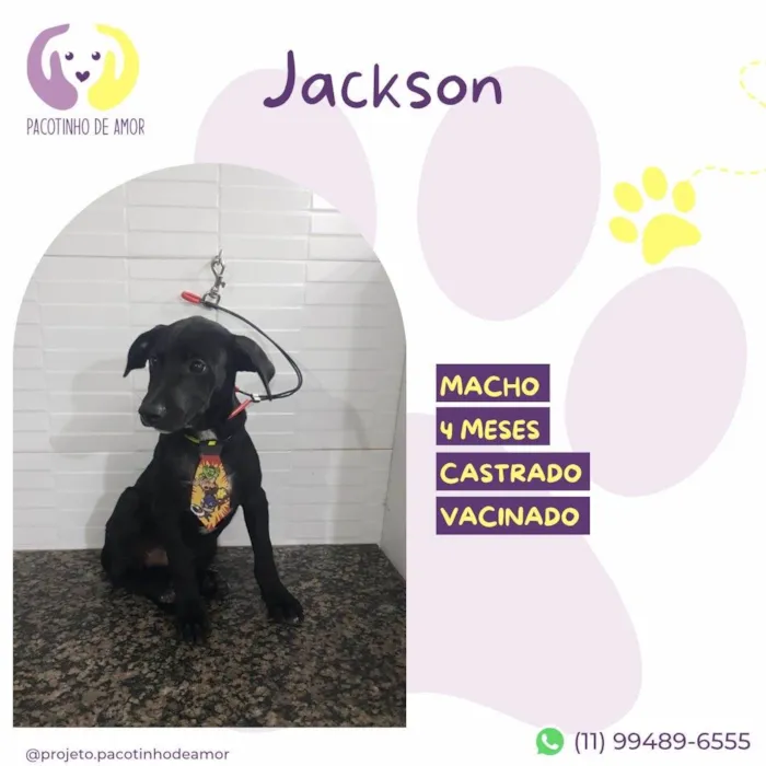 Cachorro ra a SRD-ViraLata idade 2 a 6 meses nome Jackson