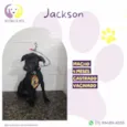 Jackson