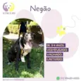 Negão
