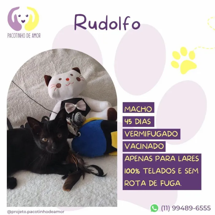 Cachorro ra a SRD idade Abaixo de 2 meses nome Rudolfo