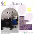 Rudolfo