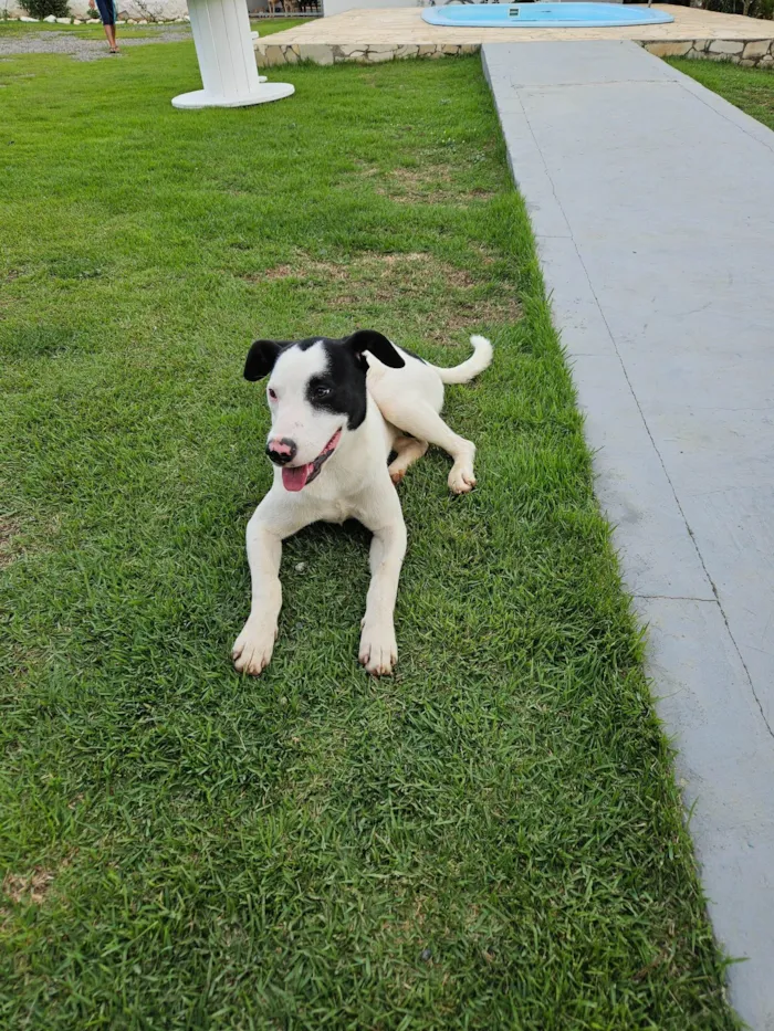 Cachorro ra a Srd idade 7 a 11 meses nome LOCK