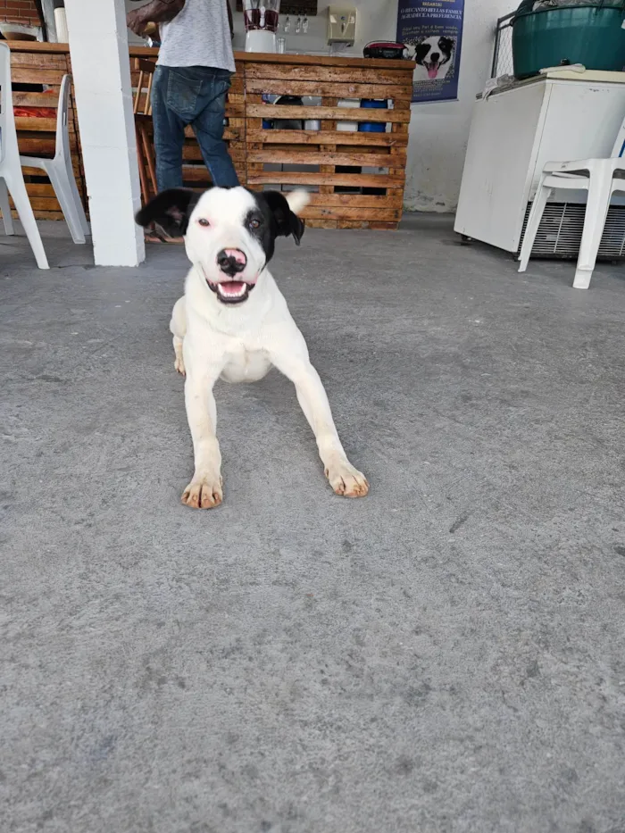 Cachorro ra a Srd idade 7 a 11 meses nome LOCK