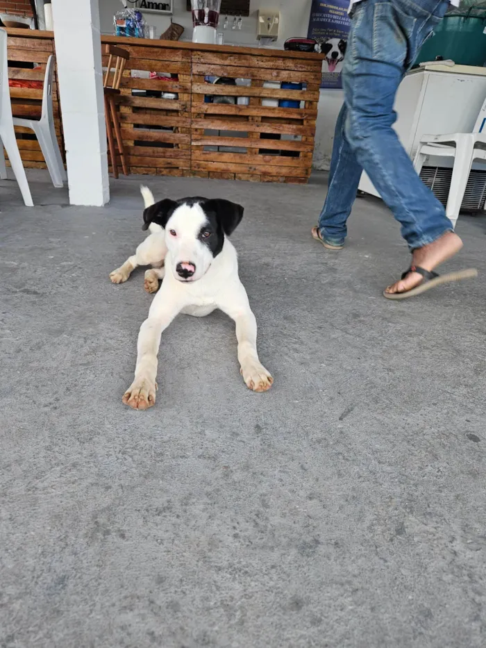 Cachorro ra a Srd idade 7 a 11 meses nome LOCK