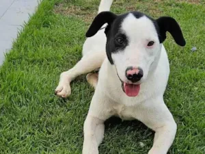 Cachorro raça Srd idade 7 a 11 meses nome LOCK