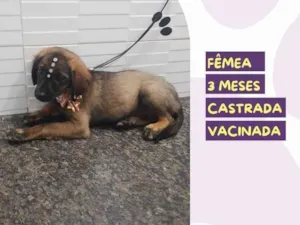 Cachorro raça SRD idade 2 a 6 meses nome Lolita
