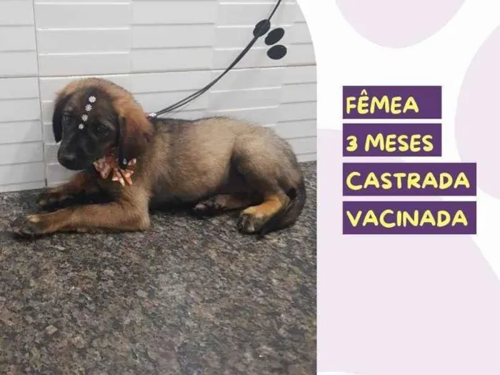Cachorro ra a SRD idade 2 a 6 meses nome Lolita