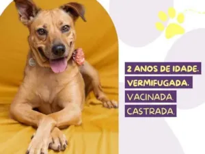 Cachorro raça SRD-ViraLata idade 2 anos nome Caramela
