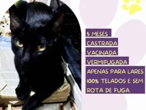 Gato raça SRD idade 2 a 6 meses nome Matilda