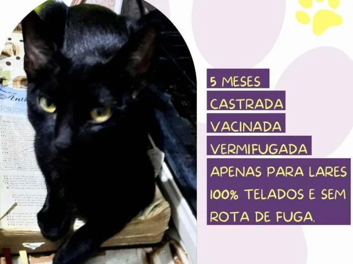 Gato ra a SRD idade 2 a 6 meses nome Matilda