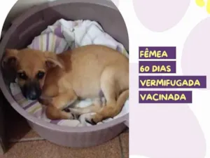 Cachorro raça SRD idade 2 a 6 meses nome Meg