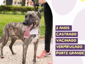 Cachorro raça SRD-ViraLata idade 2 anos nome Garoto
