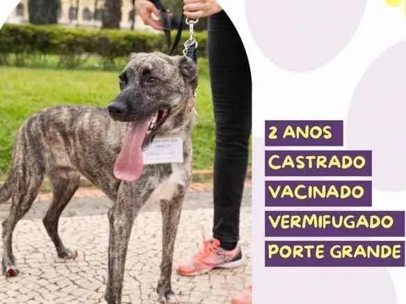 Cachorro ra a SRD-ViraLata idade 2 anos nome Garoto