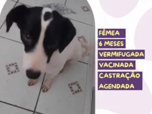 Cachorro raça SRD-ViraLata idade 2 a 6 meses nome Isadora