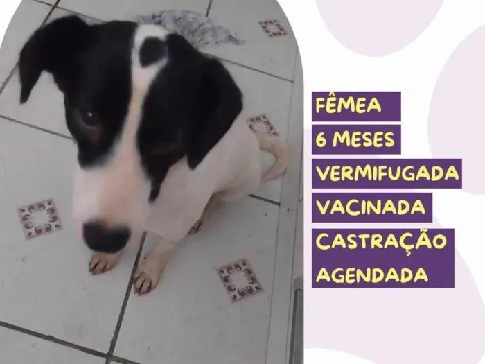 Cachorro ra a SRD-ViraLata idade 2 a 6 meses nome Isadora