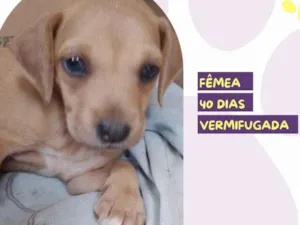 Cachorro raça SRD-ViraLata idade 2 a 6 meses nome Isis
