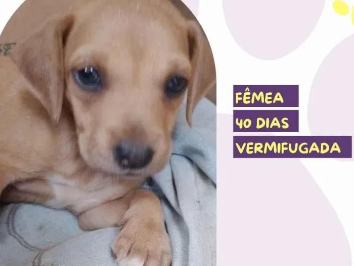 Cachorro ra a SRD-ViraLata idade 2 a 6 meses nome Isis