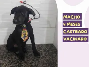 Cachorro raça SRD-ViraLata idade 2 a 6 meses nome Jackson