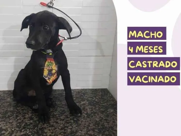 Cachorro ra a SRD-ViraLata idade 2 a 6 meses nome Jackson
