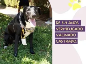 Cachorro raça SRD idade 3 anos nome Negão