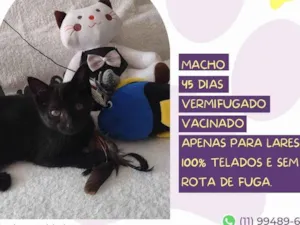 Cachorro raça SRD idade Abaixo de 2 meses nome Rudolfo