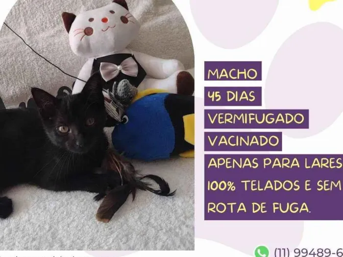Cachorro ra a SRD idade Abaixo de 2 meses nome Rudolfo