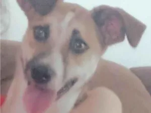 Cachorro raça SRD-ViraLata idade 7 a 11 meses nome Tico