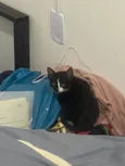 Gatinho frajola para adoção